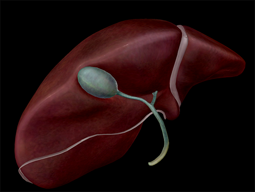 Liver-Gallbladder-Gall-Bile-Duct-Accessory-Organ-Digestive